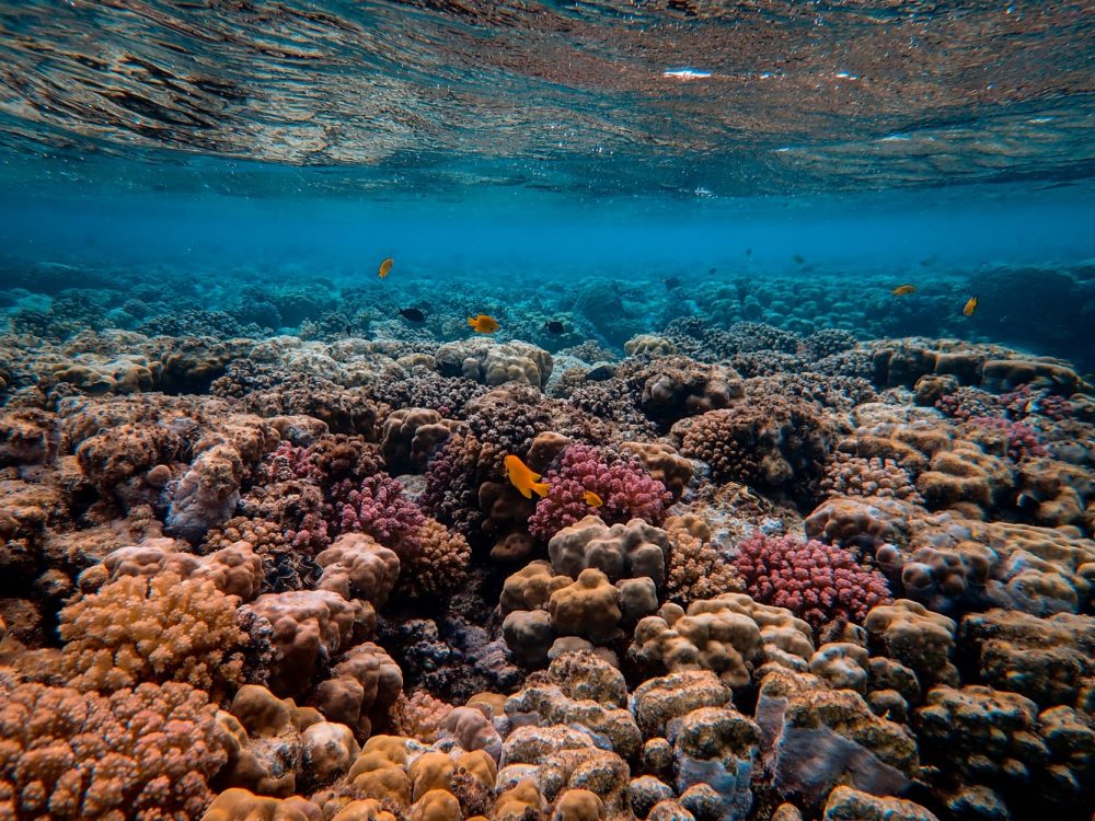 where to find reef-safe sunsreen