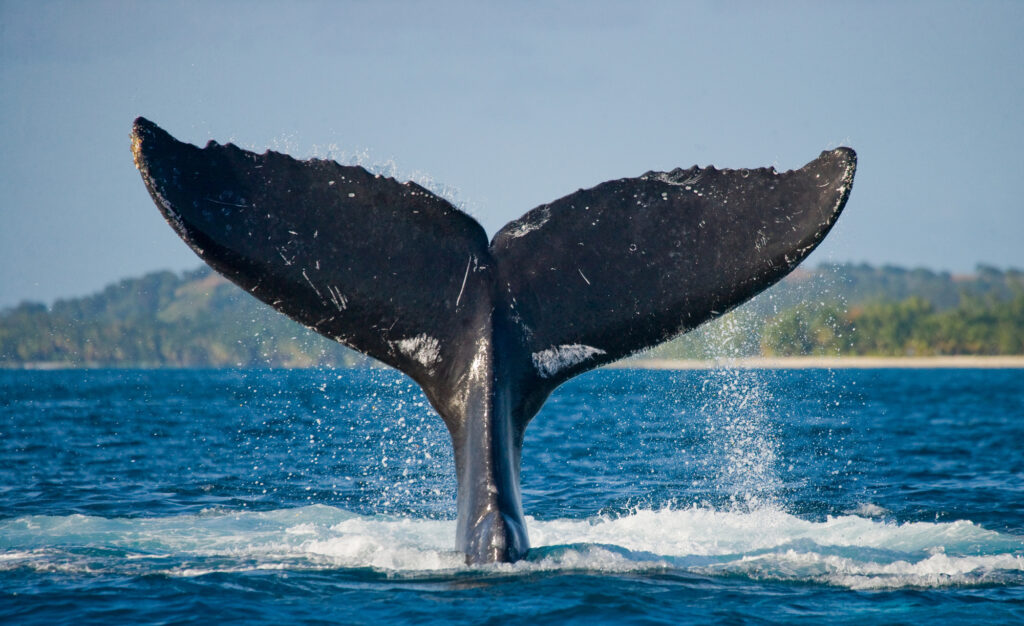 The Best Time for Whale Watching in Hawaii
