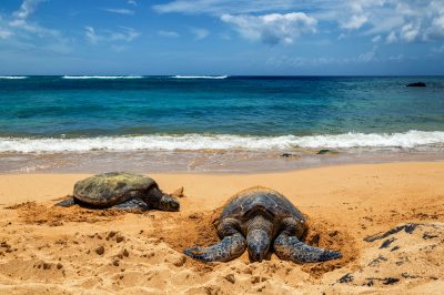 north shore beaches of Oahu