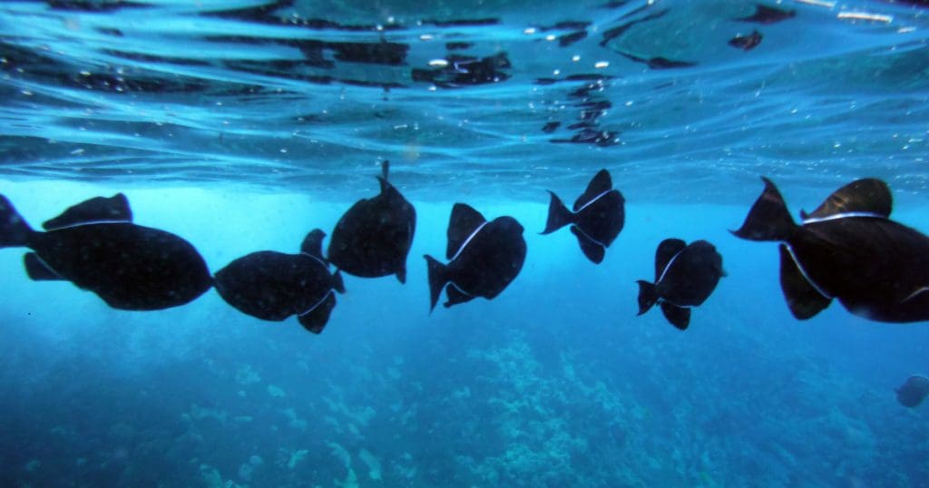 best Molokini Crater Snorkeling Tours