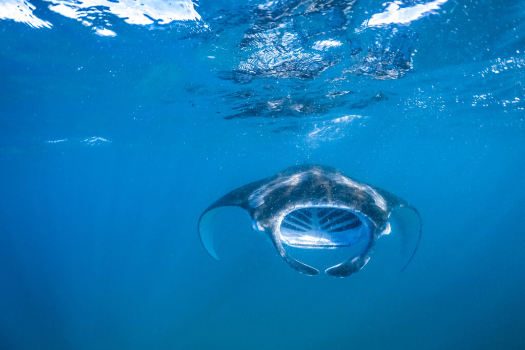 best snorkeling on the Big Island of Hawaii