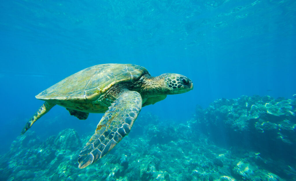 best snorkeling on the Big Island of Hawaii