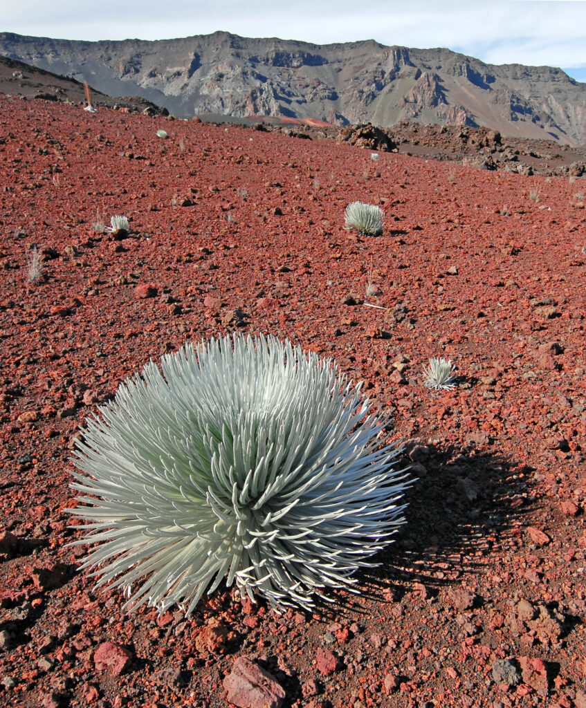 guide to Haleakala Sunrise