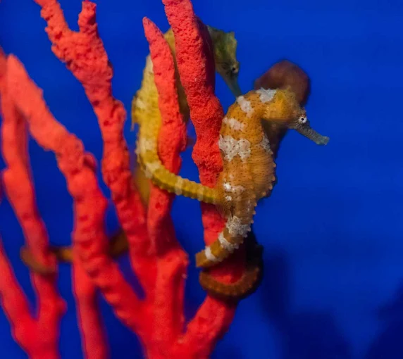 best farm tours on the Big Island