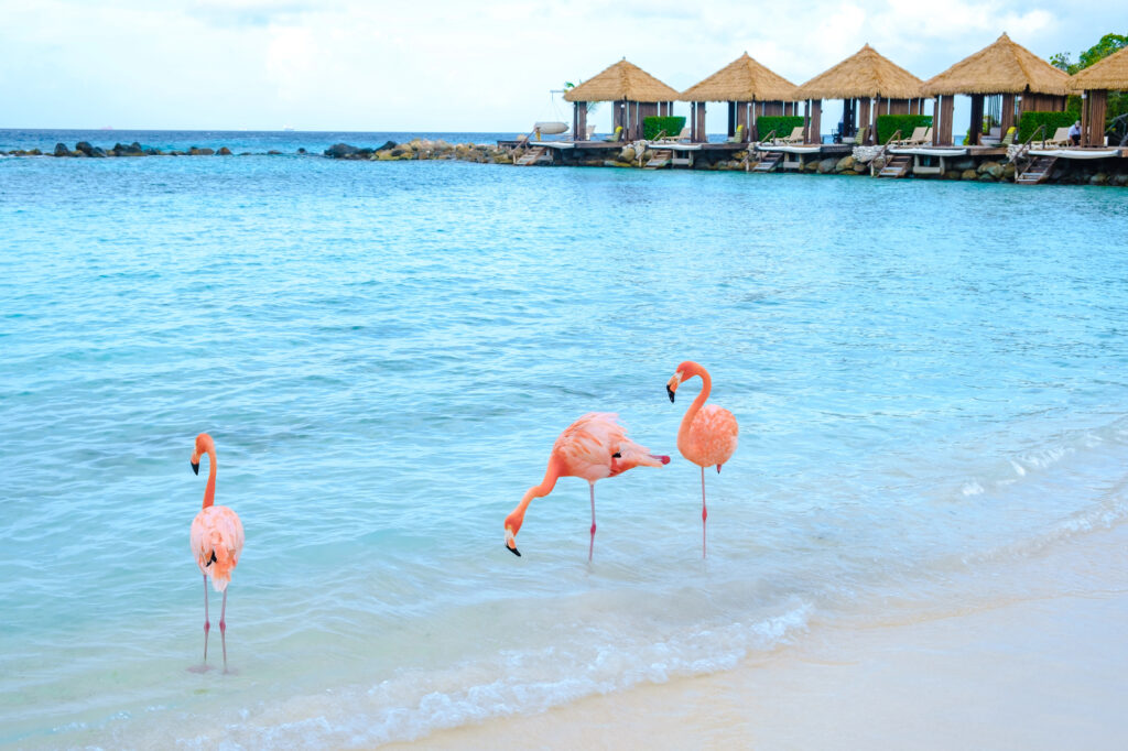 best things to do in Aruba