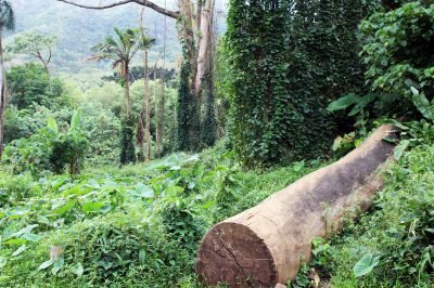 free things to do in Oahu