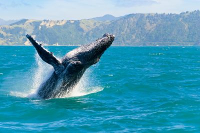 guide to whale watching in Maui