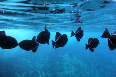 Travel Agent for Hawaii in Northwest Arkansas